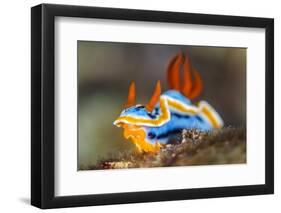 nudibranch on a coral reef, indonesia-alex mustard-Framed Photographic Print