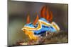 nudibranch on a coral reef, indonesia-alex mustard-Mounted Photographic Print