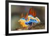 nudibranch on a coral reef, indonesia-alex mustard-Framed Photographic Print