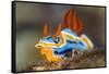 nudibranch on a coral reef, indonesia-alex mustard-Framed Stretched Canvas
