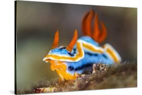 nudibranch on a coral reef, indonesia-alex mustard-Stretched Canvas