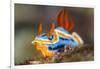 nudibranch on a coral reef, indonesia-alex mustard-Framed Photographic Print