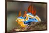 nudibranch on a coral reef, indonesia-alex mustard-Framed Photographic Print