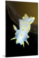 Nudibranch (Polycera Quadrilineata) Lofoten, Norway, November 2008-Lundgren-Mounted Photographic Print