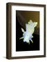 Nudibranch (Polycera Quadrilineata) Lofoten, Norway, November 2008-Lundgren-Framed Photographic Print