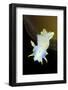 Nudibranch (Polycera Quadrilineata) Lofoten, Norway, November 2008-Lundgren-Framed Photographic Print