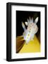 Nudibranch (Polycera Quadrilineata) on Kelp Leaf, Moere Coastline, Norway, February 2009. Wwe Book-Lundgren-Framed Photographic Print