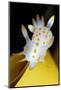 Nudibranch (Polycera Quadrilineata) on Kelp Leaf, Moere Coastline, Norway, February 2009. Wwe Book-Lundgren-Mounted Photographic Print