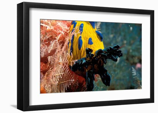 Nudibranch under the Sea, New Zealand-Charles Glover-Framed Art Print