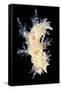 Nudibranch-Alexander Semenov-Framed Stretched Canvas