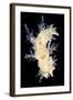 Nudibranch-Alexander Semenov-Framed Premium Photographic Print