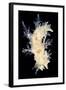 Nudibranch-Alexander Semenov-Framed Premium Photographic Print