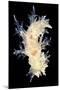 Nudibranch-Alexander Semenov-Mounted Premium Photographic Print