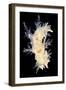 Nudibranch-Alexander Semenov-Framed Photographic Print