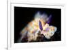 Nudibranche-Barathieu Gabriel-Framed Giclee Print