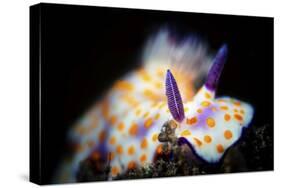 Nudibranche-Barathieu Gabriel-Stretched Canvas