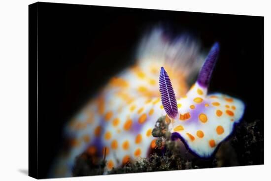 Nudibranche-Barathieu Gabriel-Stretched Canvas