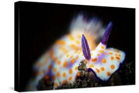 Nudibranche-Barathieu Gabriel-Stretched Canvas