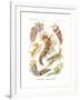 Nudibranchia, 1899-1904-null-Framed Giclee Print