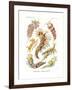 Nudibranchia, 1899-1904-null-Framed Giclee Print