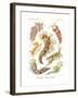 Nudibranchia, 1899-1904-null-Framed Giclee Print