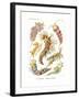 Nudibranchia, 1899-1904-null-Framed Giclee Print