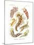 Nudibranchia, 1899-1904-null-Mounted Giclee Print