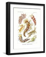 Nudibranchia, 1899-1904-null-Framed Giclee Print