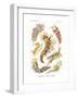 Nudibranchia, 1899-1904-null-Framed Giclee Print