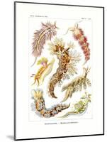 Nudibranchia, 1899-1904-null-Mounted Giclee Print