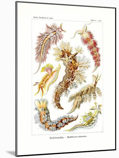 Nudibranchia, 1899-1904-null-Mounted Giclee Print