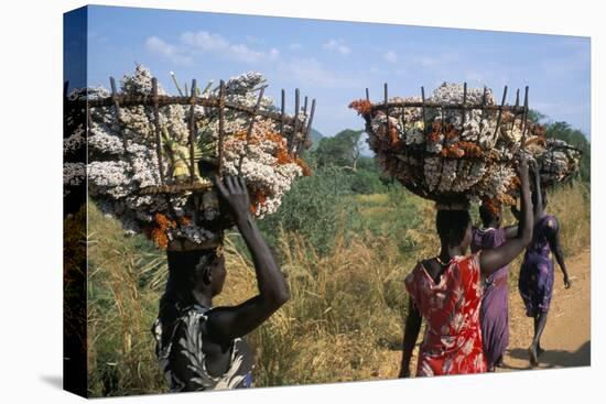 Nuer Women Carrying Sorghum, Gambella Region, Ilubador State, Ethiopia, Africa-Bruno Barbier-Stretched Canvas