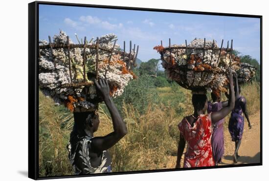 Nuer Women Carrying Sorghum, Gambella Region, Ilubador State, Ethiopia, Africa-Bruno Barbier-Framed Stretched Canvas