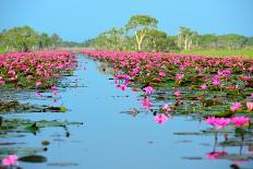 Group of Beautiful Blossom Lotus-num_skyman-Photographic Print