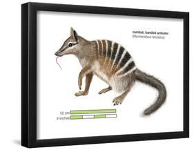 Numbat (Myrmecobius Fasciatus), Banded Anteater, Marsupial, Mammals-Encyclopaedia Britannica-Framed Poster