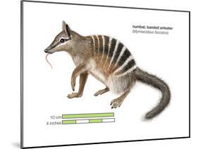 Numbat (Myrmecobius Fasciatus), Banded Anteater, Marsupial, Mammals-Encyclopaedia Britannica-Mounted Poster