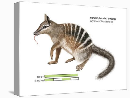 Numbat (Myrmecobius Fasciatus), Banded Anteater, Marsupial, Mammals-Encyclopaedia Britannica-Stretched Canvas