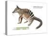 Numbat (Myrmecobius Fasciatus), Banded Anteater, Marsupial, Mammals-Encyclopaedia Britannica-Stretched Canvas