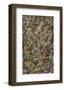 Number 3, 1949: Tiger, 1949-Jackson Pollock-Framed Art Print