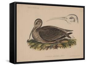 Numenius Tahitiensis (Gmelin), 1855-null-Framed Stretched Canvas