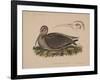 Numenius Tahitiensis (Gmelin), 1855-null-Framed Giclee Print