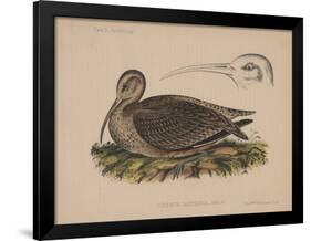 Numenius Tahitiensis (Gmelin), 1855-null-Framed Giclee Print