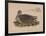 Numenius Tahitiensis (Gmelin), 1855-null-Framed Giclee Print