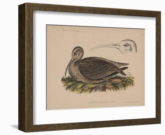 Numenius Tahitiensis (Gmelin), 1855-null-Framed Giclee Print