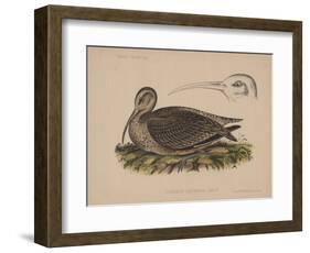 Numenius Tahitiensis (Gmelin), 1855-null-Framed Giclee Print