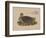 Numenius Tahitiensis (Gmelin), 1855-null-Framed Giclee Print