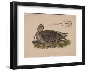 Numenius Tahitiensis (Gmelin), 1855-null-Framed Giclee Print