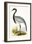 Numidian Crane,  from 'A History of the Birds of Europe Not Observed in the British Isles'-English-Framed Giclee Print