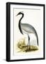 Numidian Crane,  from 'A History of the Birds of Europe Not Observed in the British Isles'-English-Framed Giclee Print