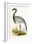 Numidian Crane,  from 'A History of the Birds of Europe Not Observed in the British Isles'-English-Framed Giclee Print